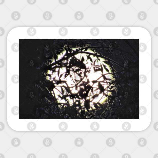 moonlight through the trees Sticker by Photography_fan